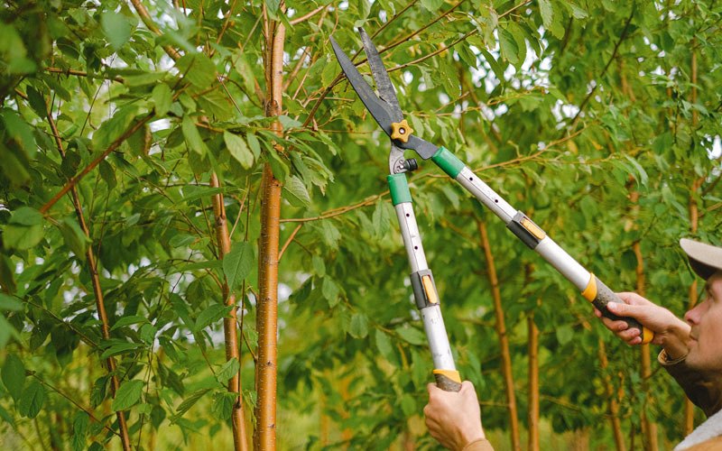 Tree trimming in Partridge, KS