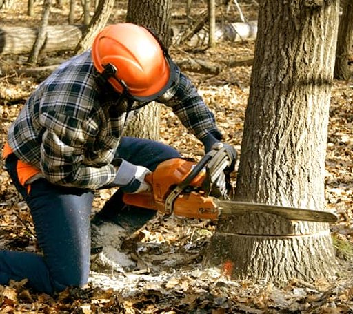 Tree Removal in Partridge, KS